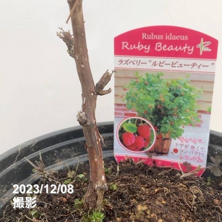 ラズベリー ルビービューティー 6号｜果樹10-TU | 果樹,ラズベリー