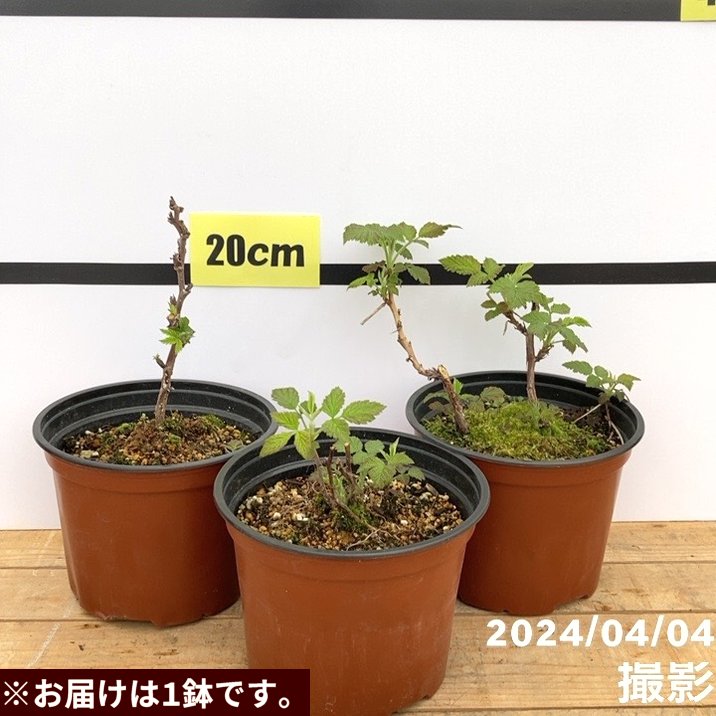 ラズベリー ルビービューティー 6号｜果樹10-TU | 果樹,ラズベリー