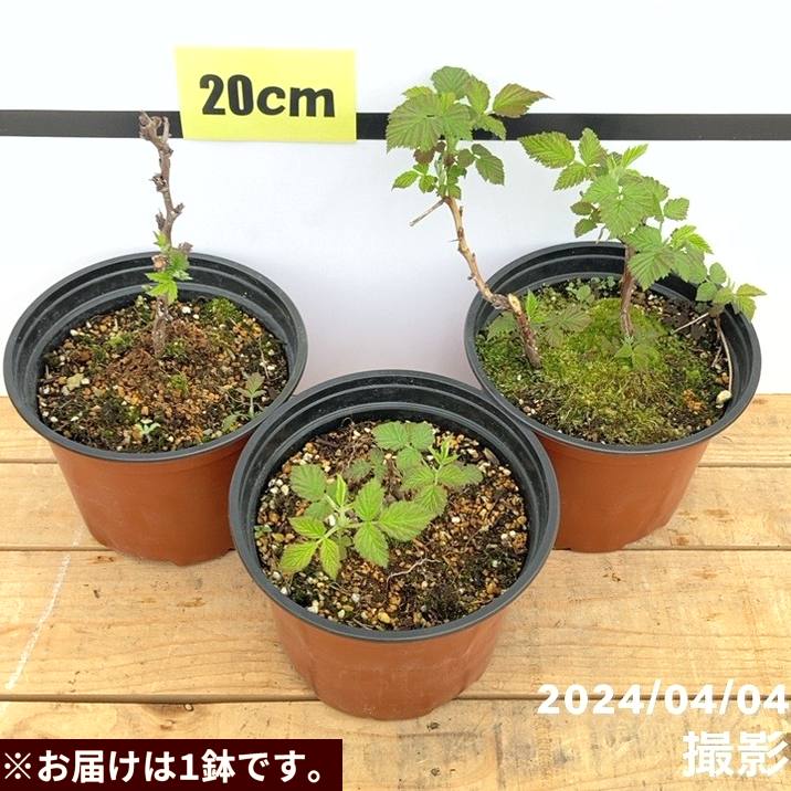 ラピユリページ ラズベリー ルビービューティー 6号｜果樹10-TU | 果樹,ラズベリー