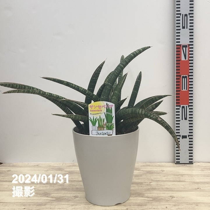 【6株】【〜9/22迄特価】サンスベリア プフィステリー Amazon.co.jp: サンスベリア プフィステリー 多肉植物 サンセベリア