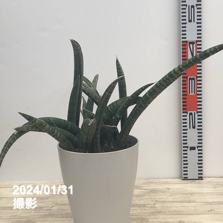 期間限定10％OFF！】サンスベリア 6号 フィッシャリー 白プラ鉢仕様