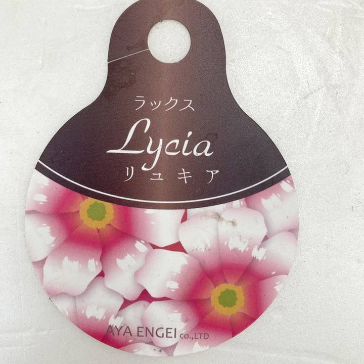 ラナンキュラス ラックスシリーズ 3.5～4号 リュキア｜草花04-PA