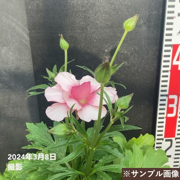 花ページ ラナンキュラス ラックスシリーズ 3.5～4号 リュキア｜草花04-PA