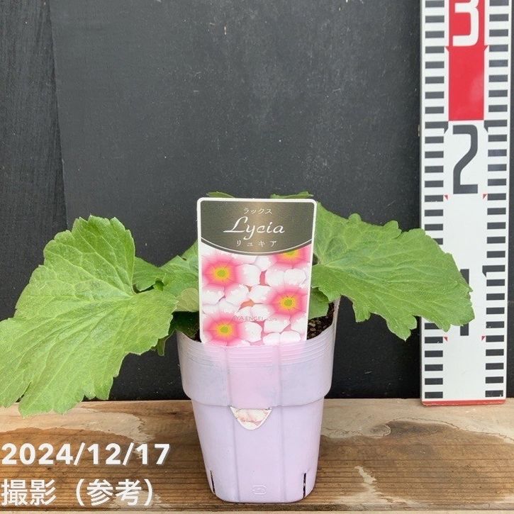 ラナンキュラス ラックスシリーズ 3.5～4号 リュキア｜草花04-PA