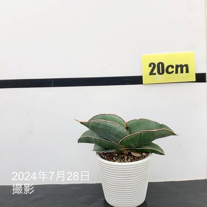 期間限定10％OFF！】【現品お届け】サンスベリア 3.5号 バナナ（S1