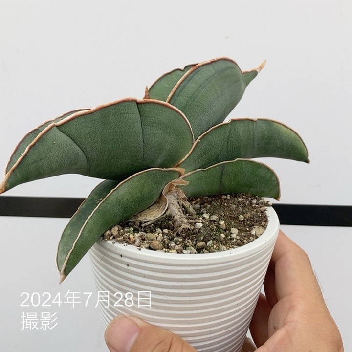 サンスベリア バナナ 斑入 S.Banana Variegated 2 サンセベリア バナナ 斑入 “スーパー ファット”「Sansevieria