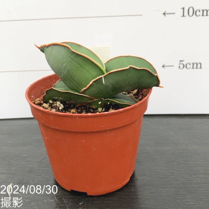 現品お届け】サンスベリア 3号 バナナ 生産鉢仕様（S68）｜観葉02-D2  