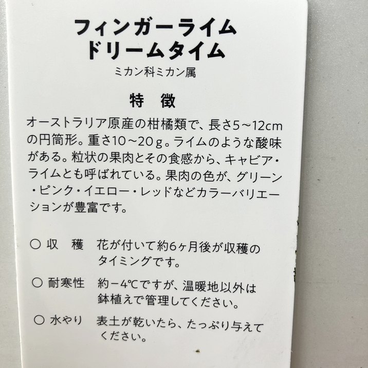 フィンガーライム 3.5号 ドリームタイム|柑橘|果樹10-TU