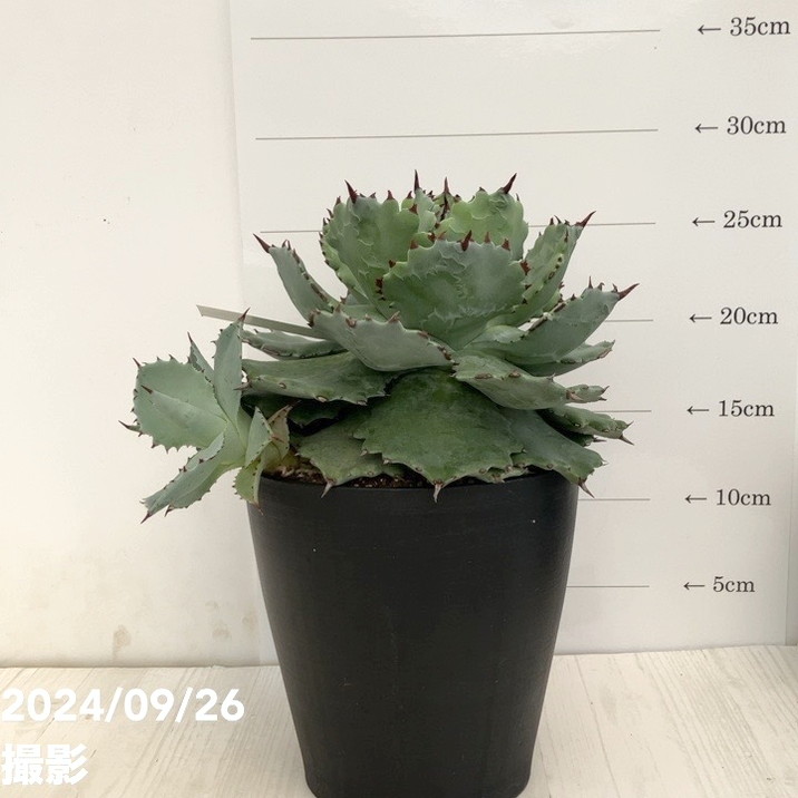 現品お届け】アガベ 5号 イスメンシス 兜蟹 カブトガニ（子株付き