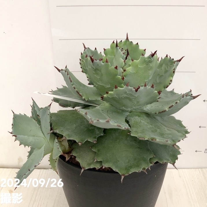現品お届け】アガベ 5号 イスメンシス 兜蟹 カブトガニ（子株付き