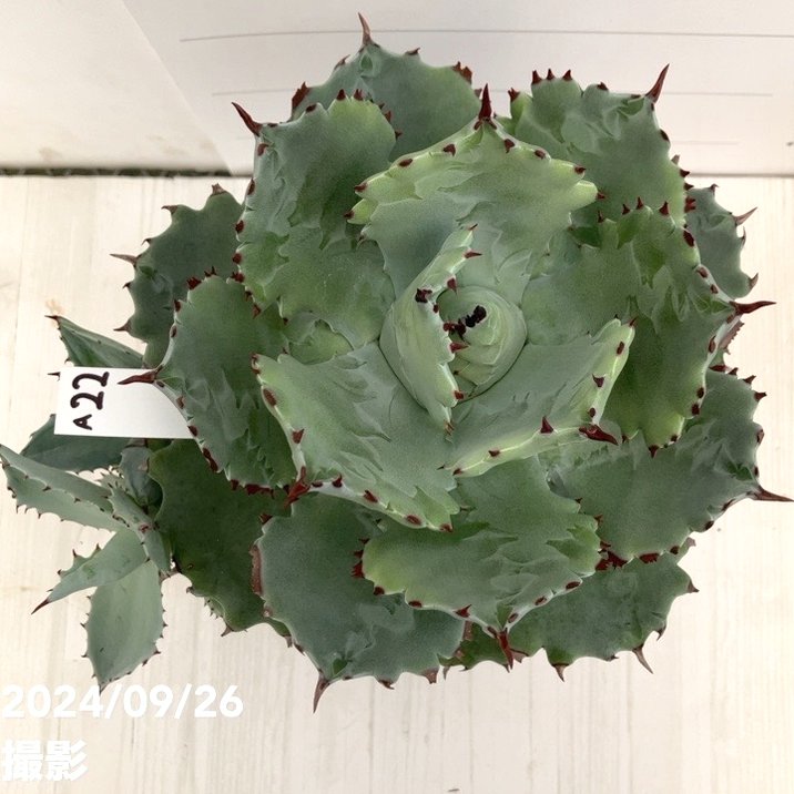 現品お届け】アガベ 5号 イスメンシス 兜蟹 カブトガニ（子株付き