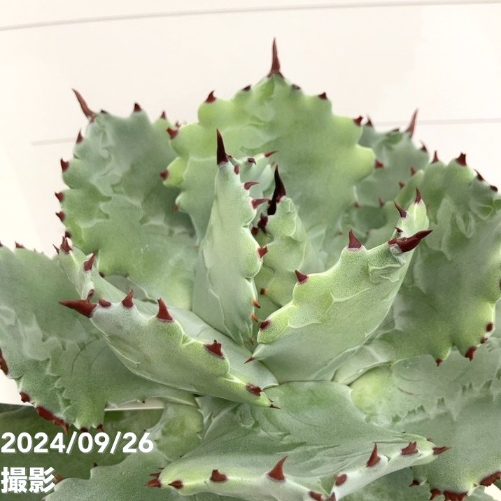 現品お届け】アガベ 5号 イスメンシス 兜蟹 カブトガニ（子株付き