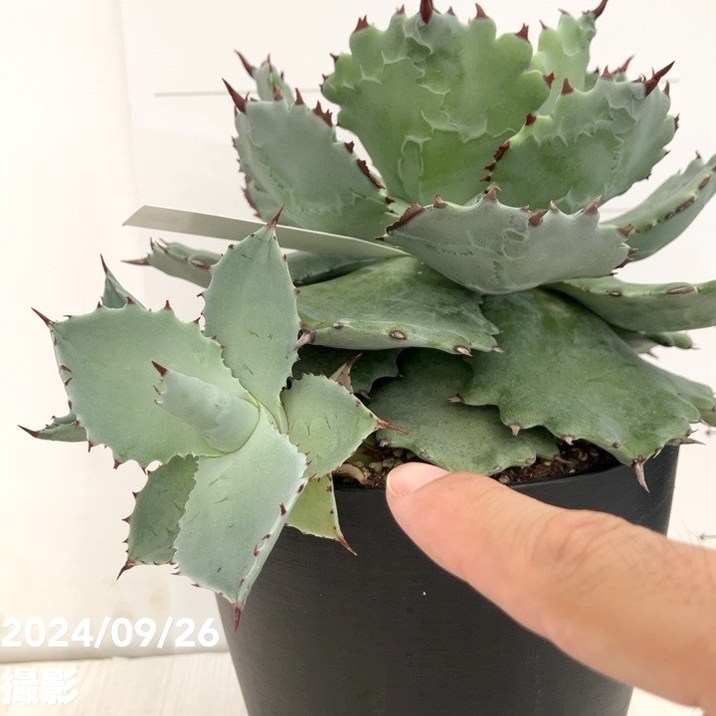 現品お届け】アガベ 5号 イスメンシス 兜蟹 カブトガニ（子株付き