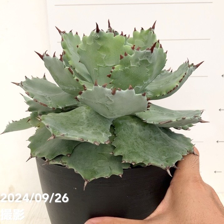 現品お届け】アガベ 5号 イスメンシス 兜蟹 カブトガニ（子株付き