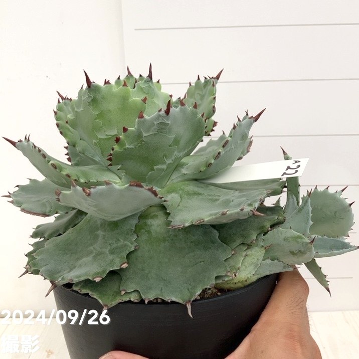 現品お届け】アガベ 5号 イスメンシス 兜蟹 カブトガニ（子株付き