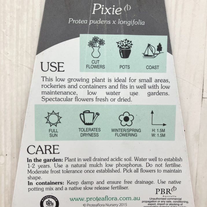訳あり現品お届け】プロテア ピクシー 7号（2）｜花木10-TU | 花木