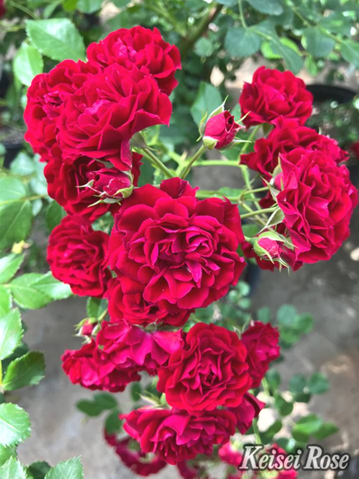 バラ大苗 クリムゾン シルエッタ 4.5号ロングポット 京成バラ園芸