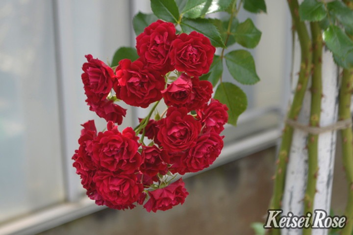 バラ大苗 クリムゾン シルエッタ 4.5号ロングポット 京成バラ園芸