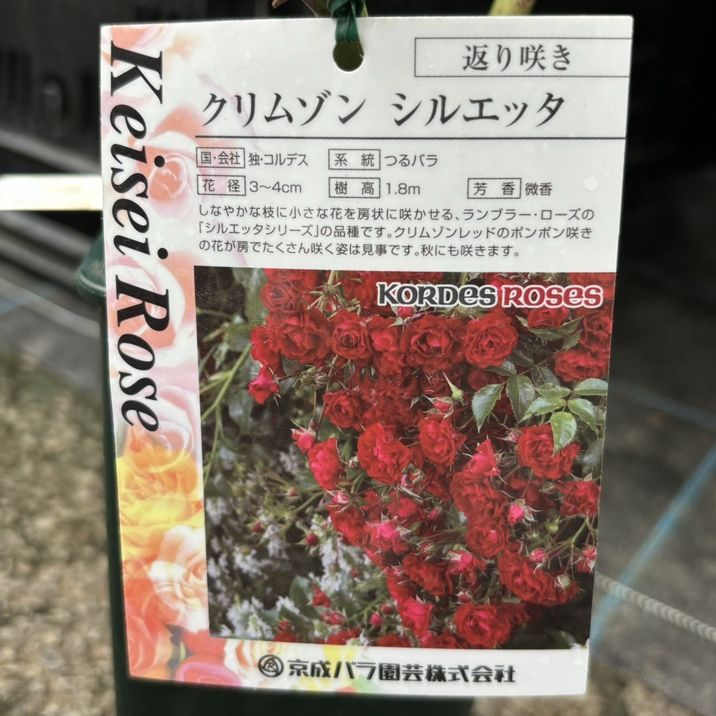 バラ大苗 クリムゾン シルエッタ 4.5号ロングポット 京成バラ園芸