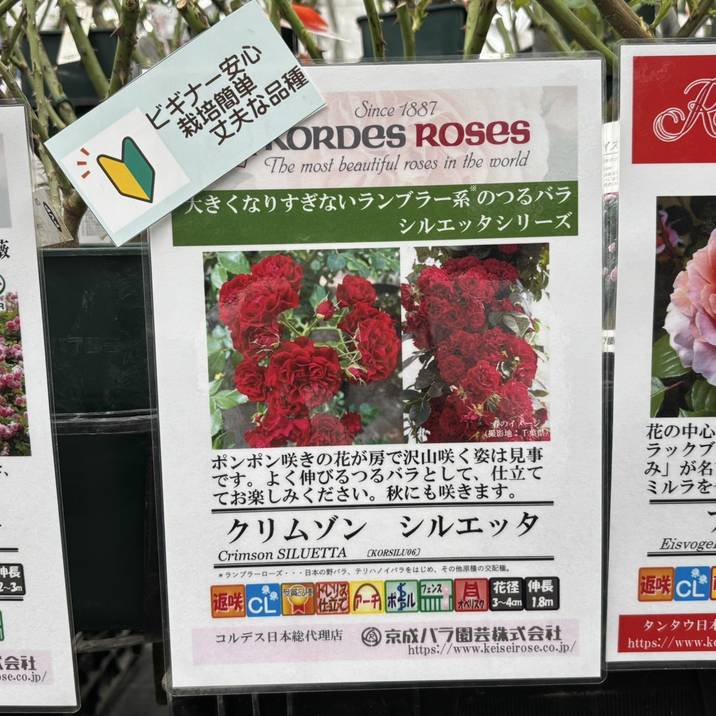 バラ大苗 クリムゾン シルエッタ 4.5号ロングポット 京成バラ園芸