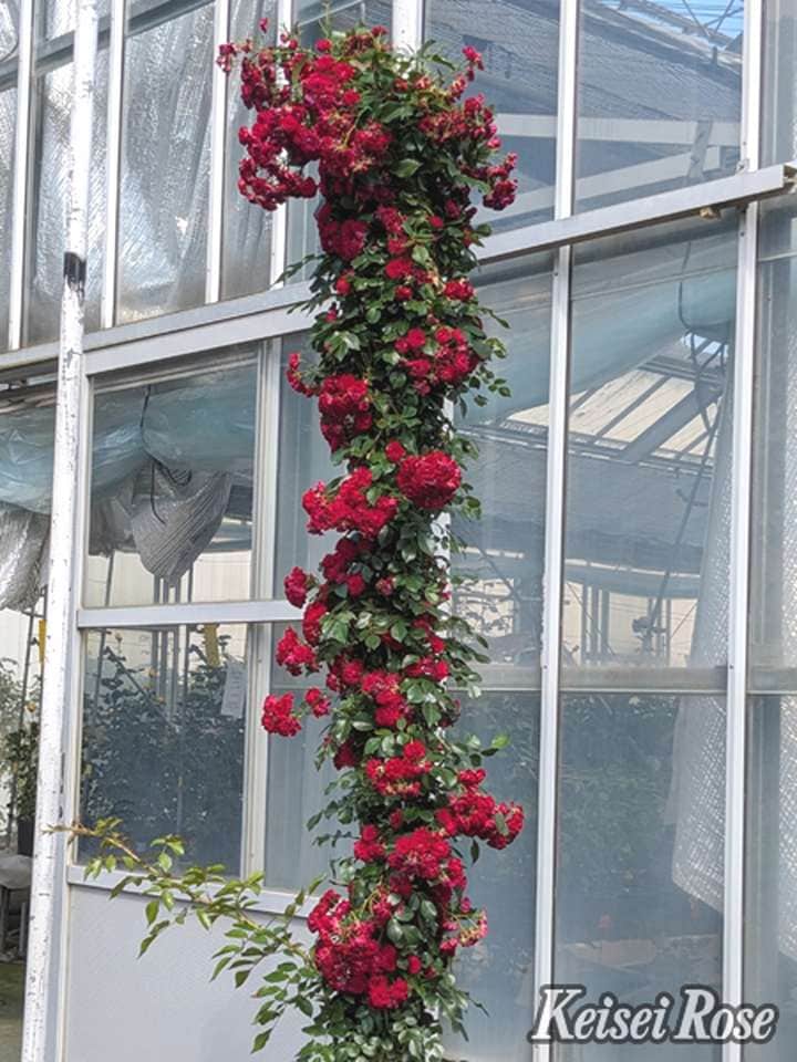 バラ大苗 クリムゾン シルエッタ 4.5号ロングポット 京成バラ園芸