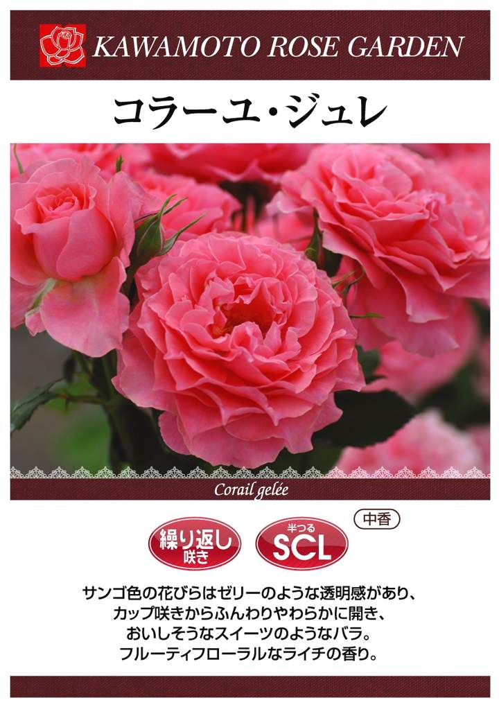 B1サイズポスター「ピンクスゥイーツ~鋳薔薇それから~」 ケイブ ピンク