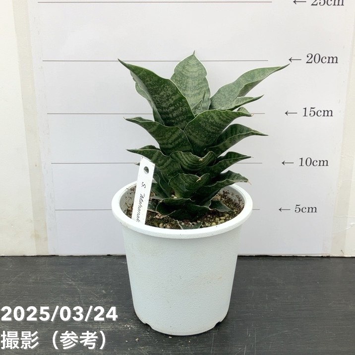 サンスベリア 4号 マハナコン Mahanakorn プラ鉢｜観葉02-D2 | 観葉