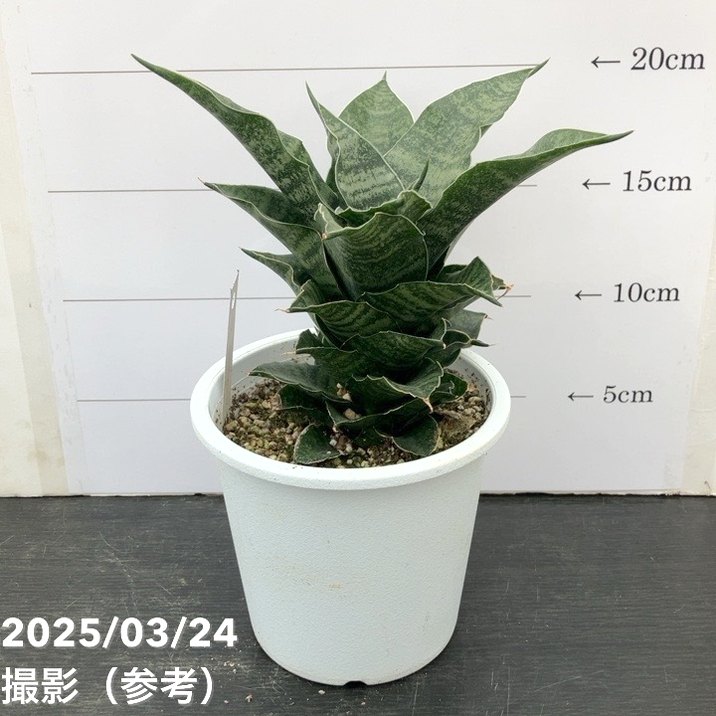 サンスベリア 4号 マハナコン Mahanakorn プラ鉢｜観葉02-D2 | 観葉