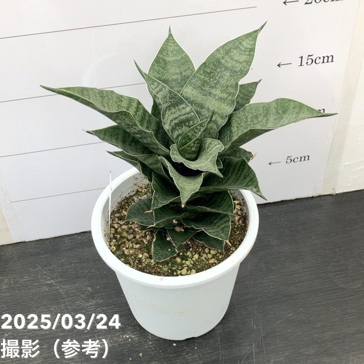 サンスベリア 4号 マハナコン Mahanakorn プラ鉢｜観葉02-D2 | 観葉