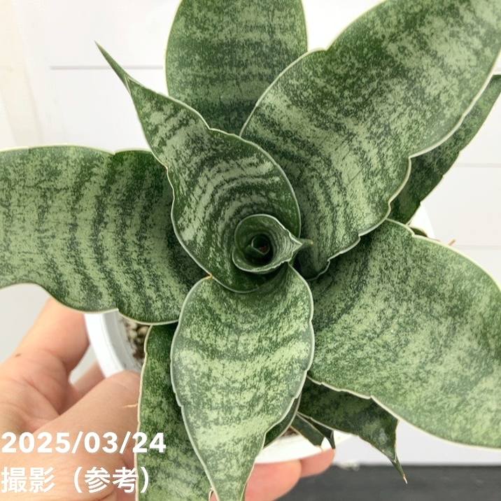 セール中　斑入り　サンセベリア　Macossa サンスベリア Sansevieria 'Tower Variegated' サンスベリア・タワー 斑入り | Pay ID