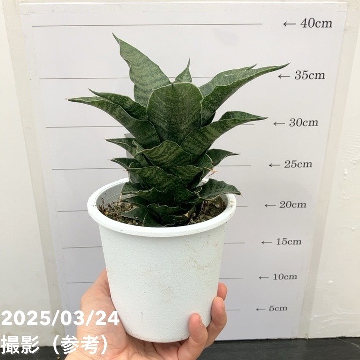 サンスベリア 4号 マハナコン Mahanakorn プラ鉢｜観葉02-D2 | 観葉