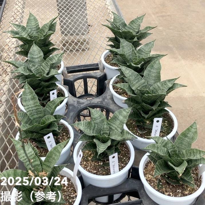 サンスベリア 4号 マハナコン Mahanakorn プラ鉢｜観葉02-D2 | 観葉