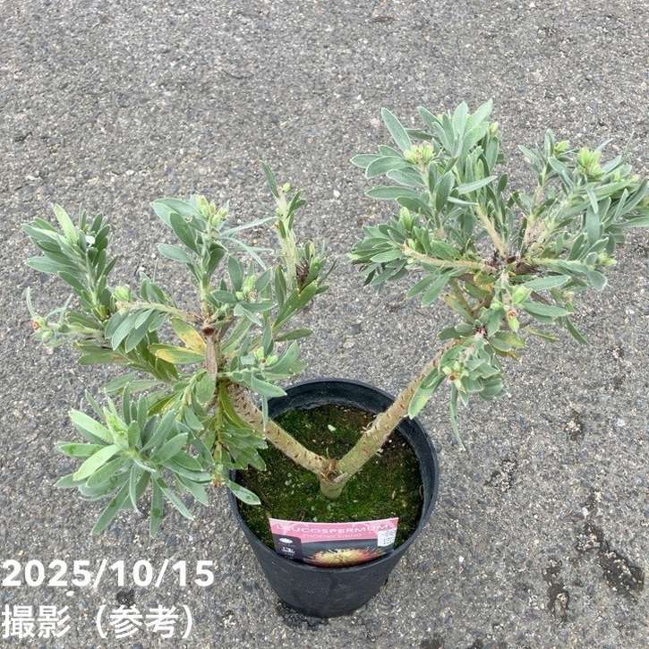 特選品‼︎ 幹も太く花芽たくさん付いてるレウコスペルマム・コーディフォリウム10号 花芽付き》リューコスペルマム「ヴェルドファイア」 ブランチ仕立て 4