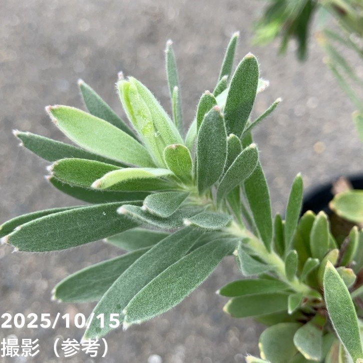 リューコスペルマム フェニックスライジング 5号｜花木10-TU | 花木