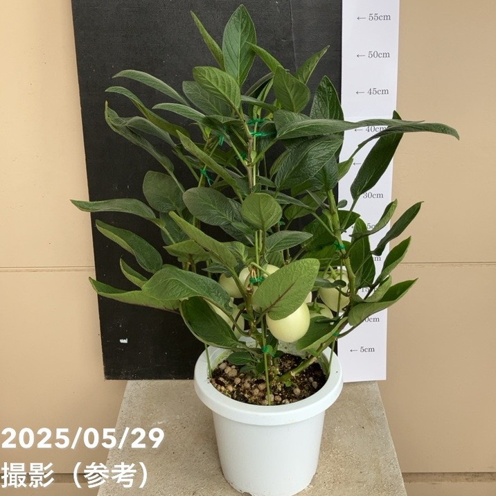 ペピーノ　苗　果実　沖縄フルーツ　植物・果樹・食用 ペピーノ 苗 果実 沖縄フルーツ 植物・果樹・食用 楽天市場】ペピーノ