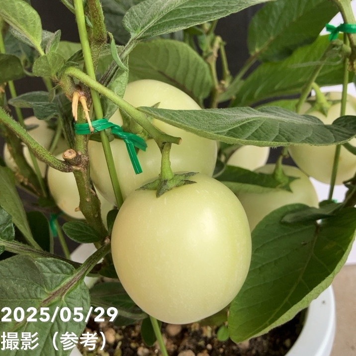 実付き＞ペピーノ 6号｜果樹04-PA | 果樹 | 赤塚植物園オンライン 花の