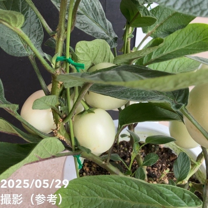 ペピーノ　苗　果実　沖縄フルーツ　植物・果樹・食用 ペピーノ 苗 果実 沖縄フルーツ 植物・果樹・食用 楽天市場】ペピーノ