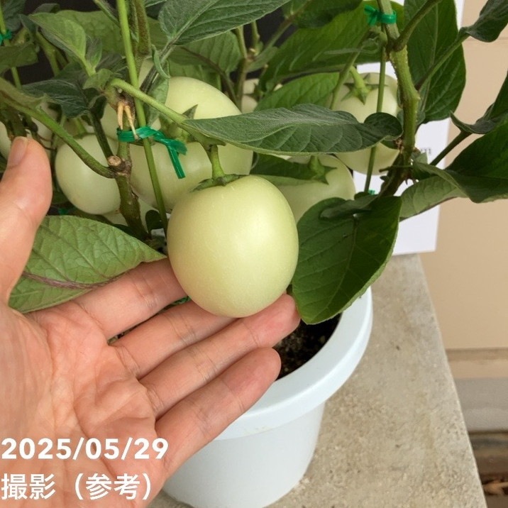 ペピーノ　6コセット 実付き＞ペピーノ 6号｜果樹04-PA | 果樹 | 赤塚植物園オンライン 花の