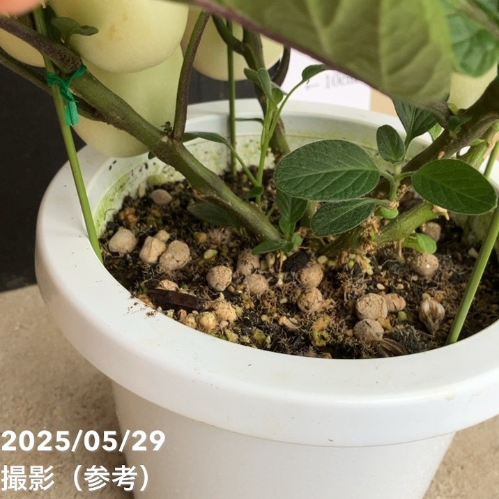 実付き＞ペピーノ 6号｜果樹04-PA | 果樹 | 赤塚植物園オンライン 花の