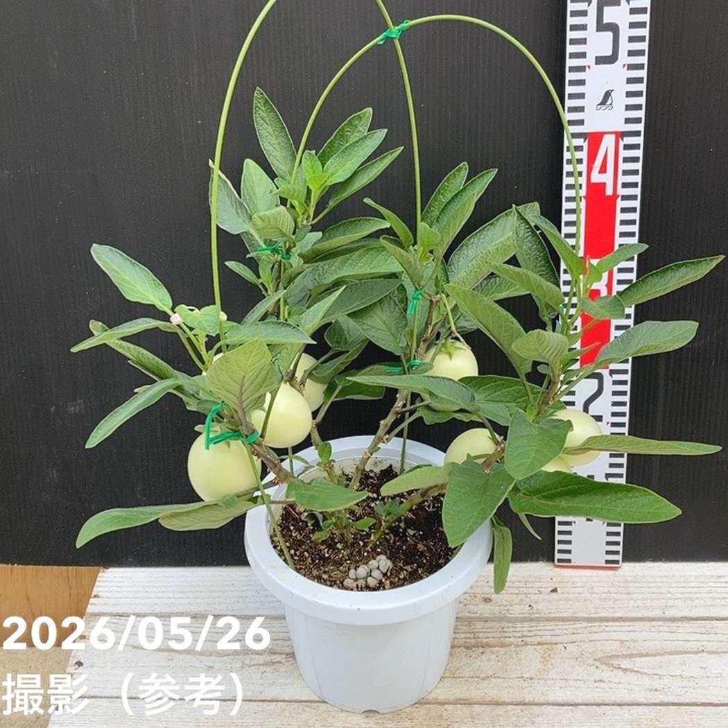 実付き＞ペピーノ 6号｜果樹04-PA | 果樹 | 赤塚植物園オンライン 花の