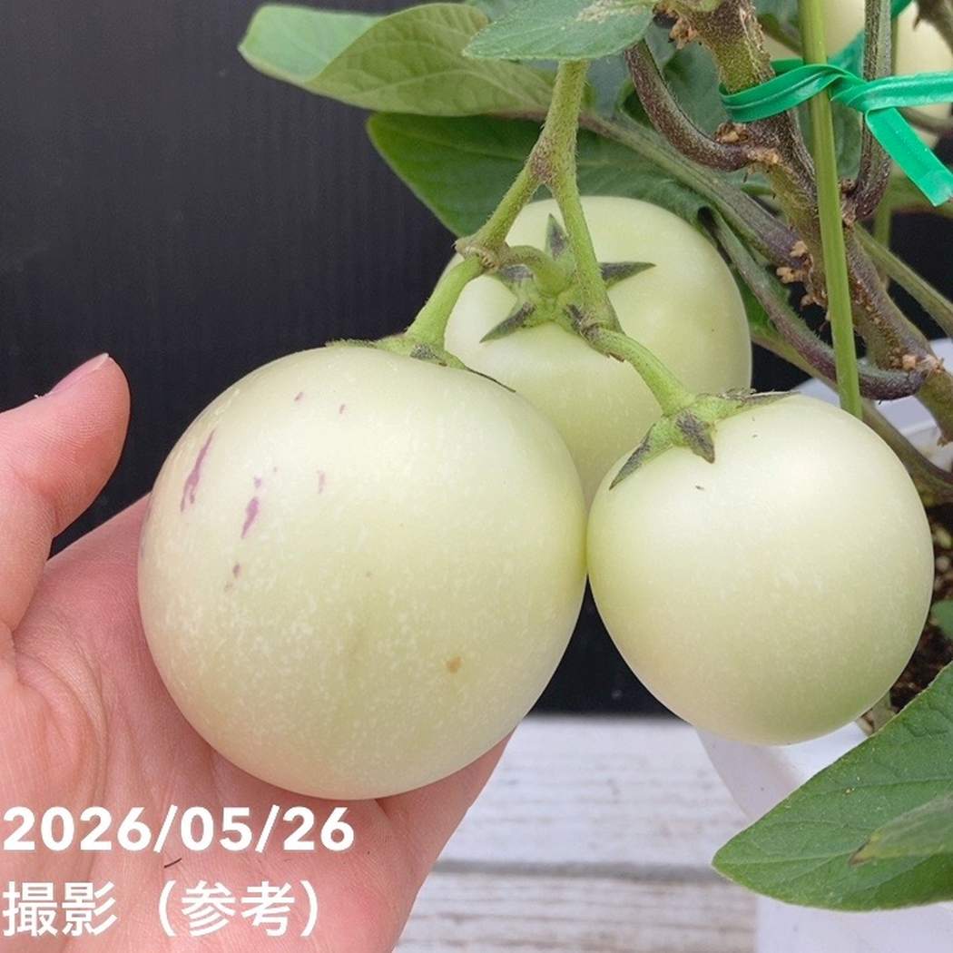 実付き＞ペピーノ 6号｜果樹04-PA | 果樹 | 赤塚植物園オンライン 花の