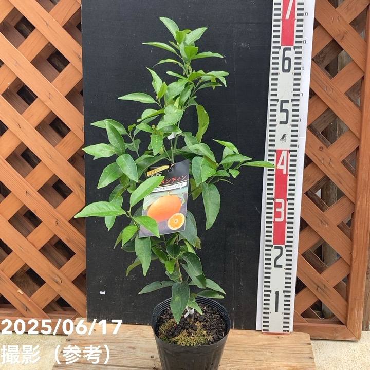 オレンジ クレメンティン 5号｜柑橘｜果樹04-PA | 果樹 | 赤塚植物園