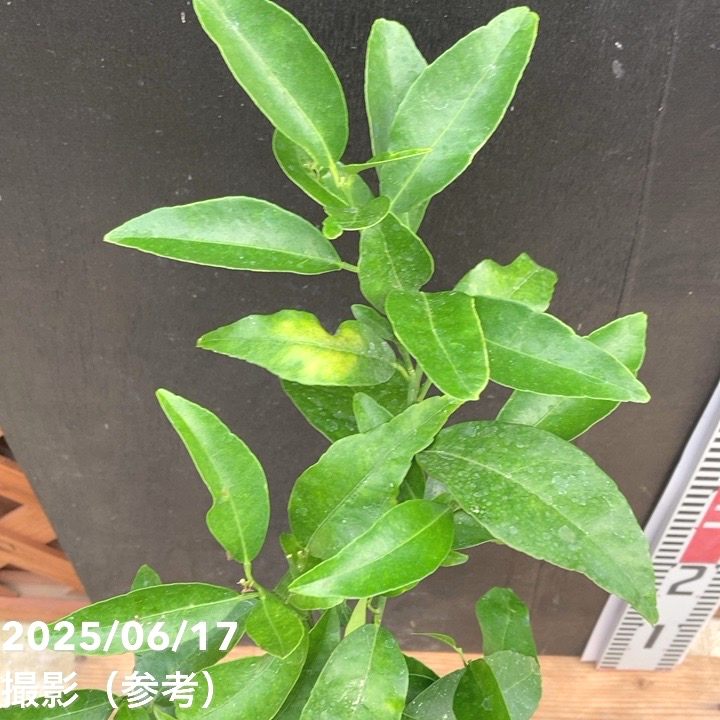 オレンジ クレメンティン 5号｜柑橘｜果樹04-PA | 果樹 | 赤塚植物園