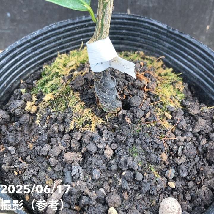 オレンジ クレメンティン 5号｜柑橘｜果樹04-PA | 果樹 | 赤塚植物園