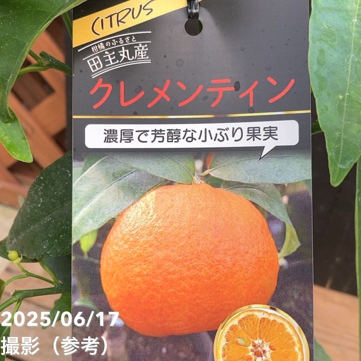 オレンジ クレメンティン 5号｜柑橘｜果樹04-PA | 果樹 | 赤塚植物園