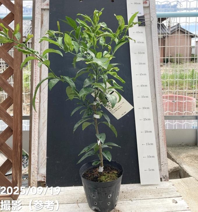 オレンジ クレメンティン 5号｜柑橘｜果樹04-PA | 果樹 | 赤塚植物園
