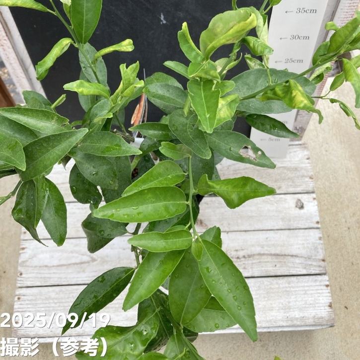オレンジ クレメンティン 5号｜柑橘｜果樹04-PA | 果樹 | 赤塚植物園