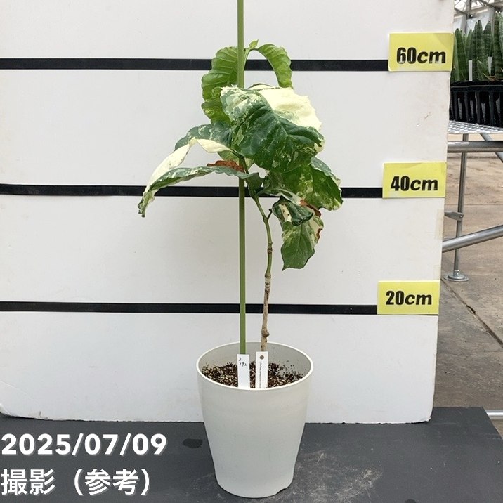 【激レア!現品お届け】コーヒーの木 ロブスタ ミント 6号 斑入り 接木苗 白プラ鉢(S172)|観葉02-D2