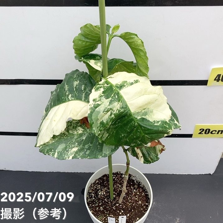 【激レア!現品お届け】コーヒーの木 ロブスタ ミント 6号 斑入り 接木苗 白プラ鉢(S172)|観葉02-D2