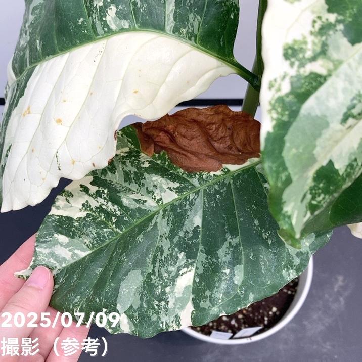 【激レア!現品お届け】コーヒーの木 ロブスタ ミント 6号 斑入り 接木苗 白プラ鉢(S172)|観葉02-D2